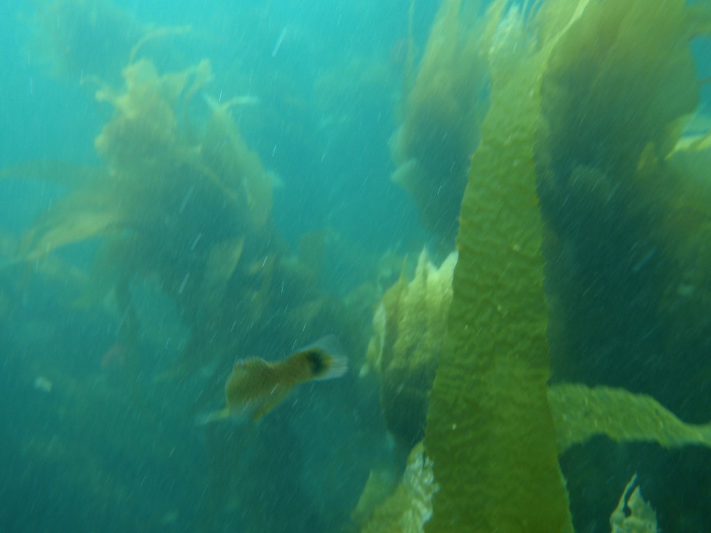 sm_AR-P8213479.JPG