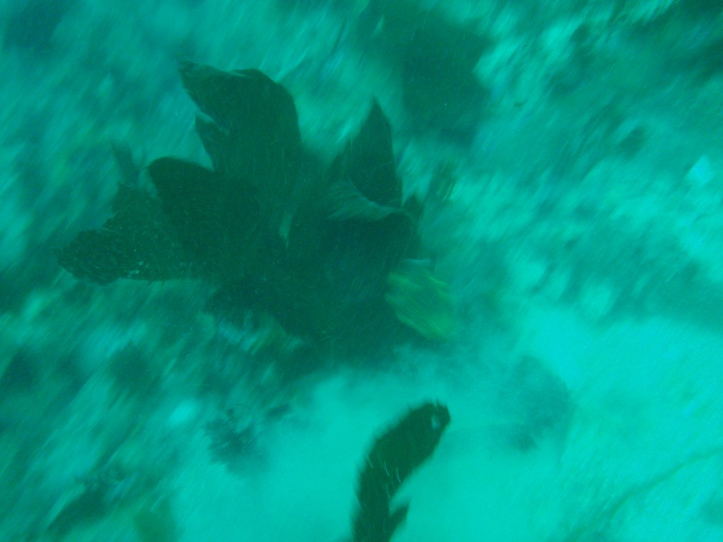 sm_AR-P8213550.JPG