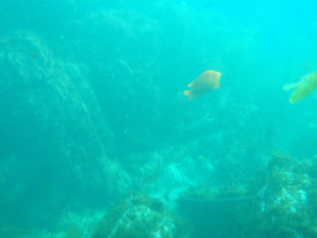 sm_AR-P8213575.JPG