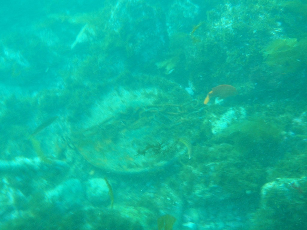 sm_AR-P8213585.JPG