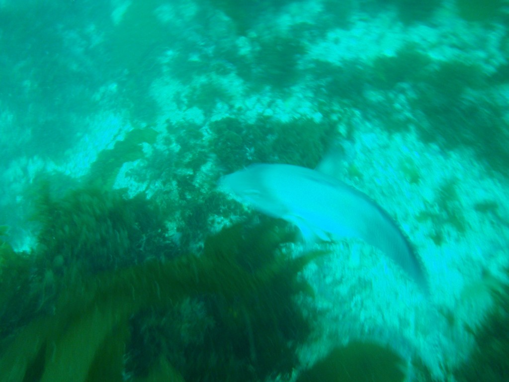 sm_P8213330.JPG