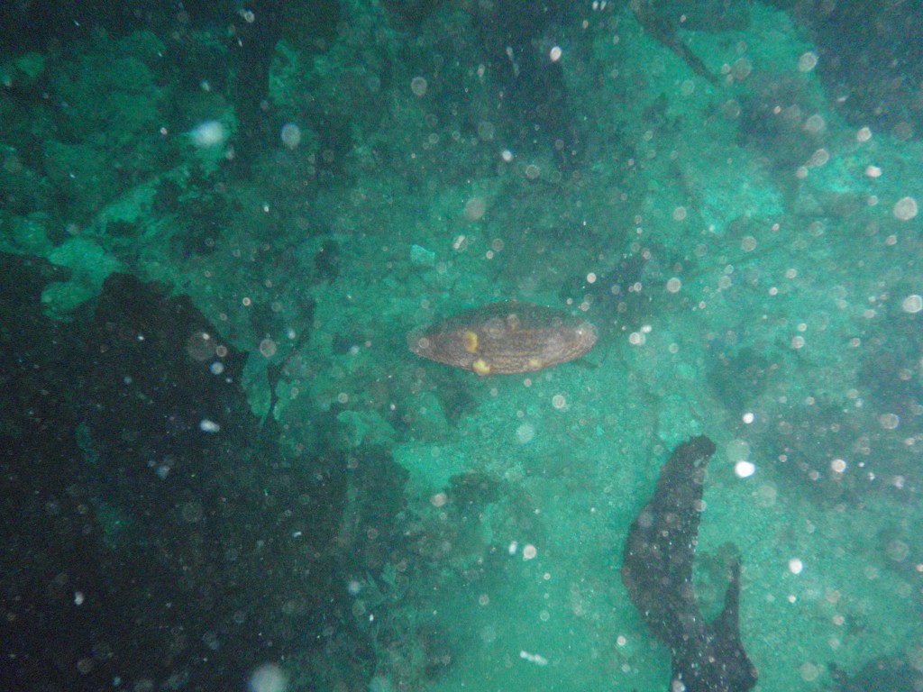 sm_P8213365.JPG