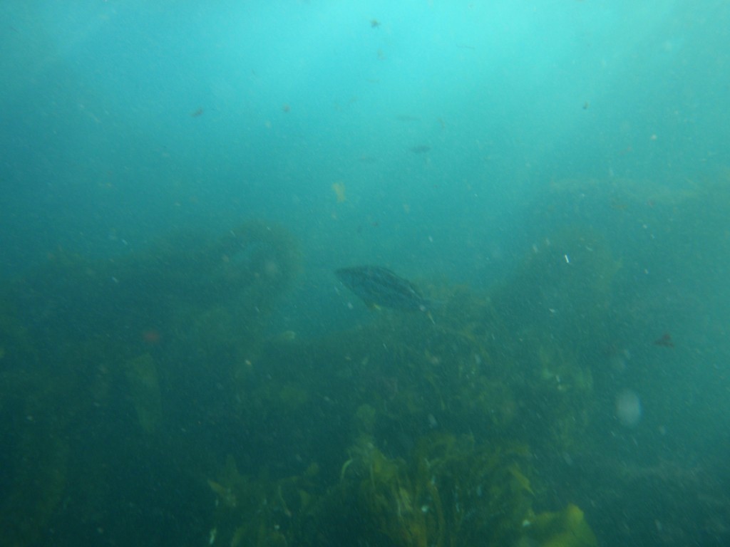 sm_P8213387.JPG