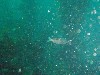 sm_P8213370.JPG