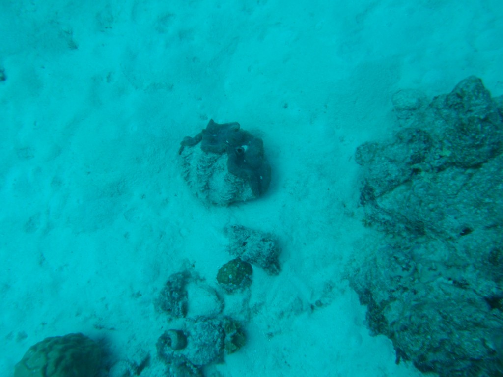 sm_AR-P9013729.JPG