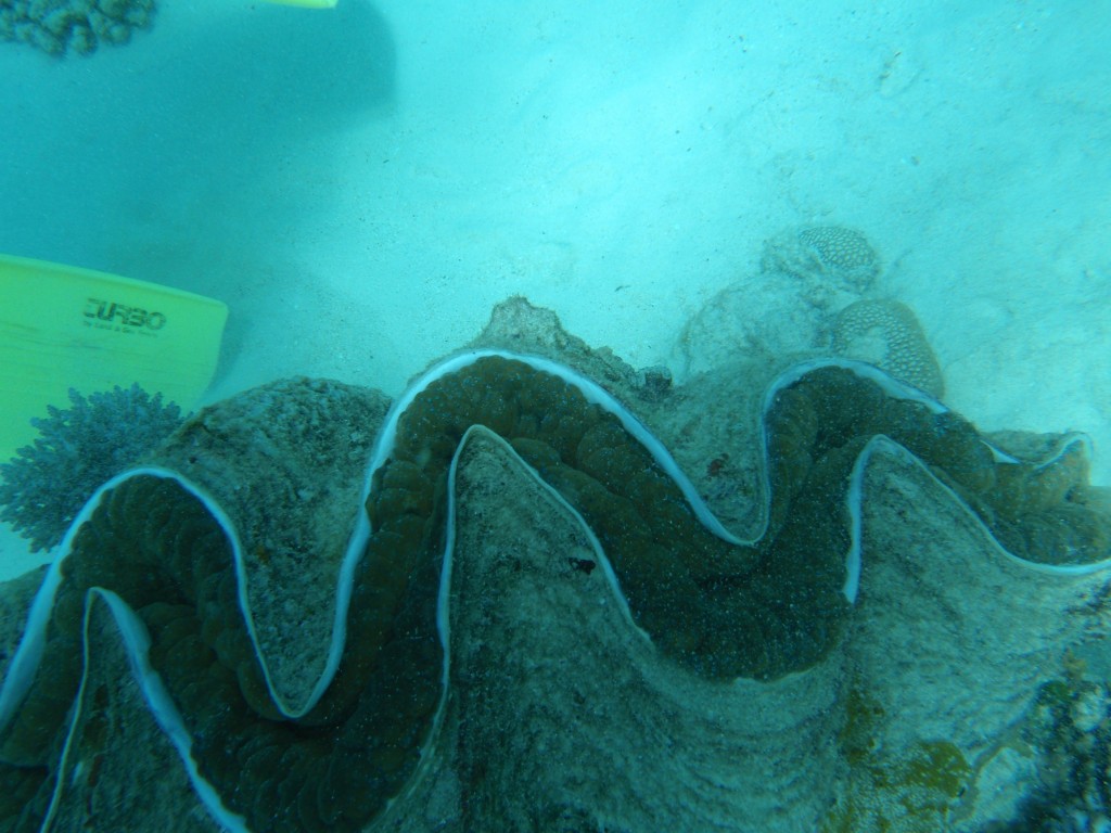 sm_AR-P9013741.JPG