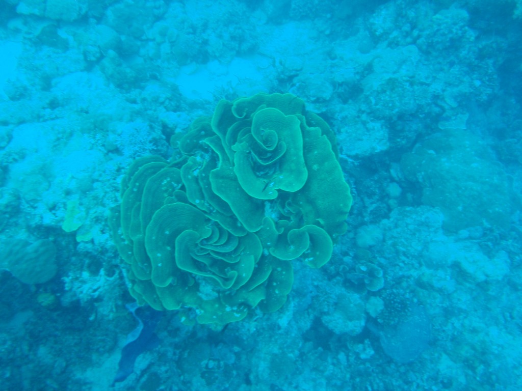 sm_P9013446.JPG
