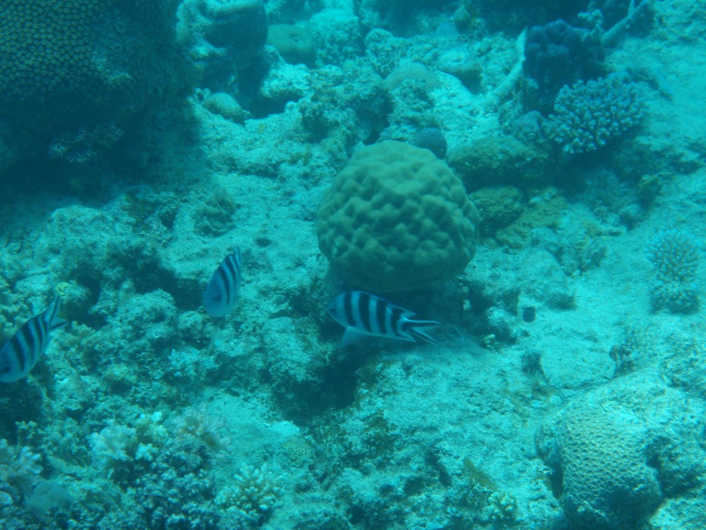 sm_P9013557.JPG