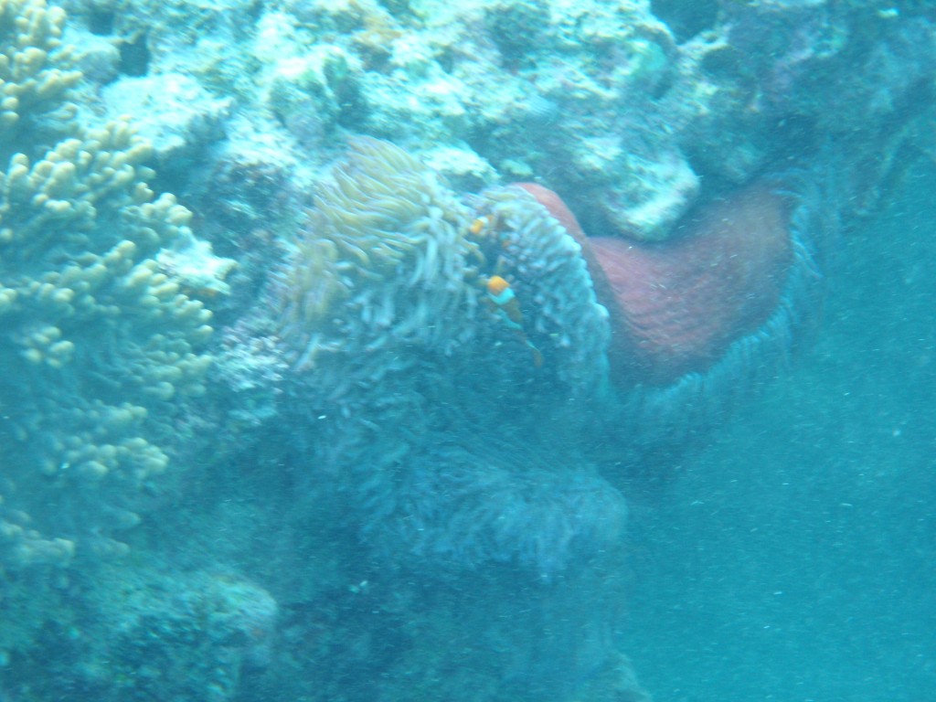 sm_P9013561.JPG