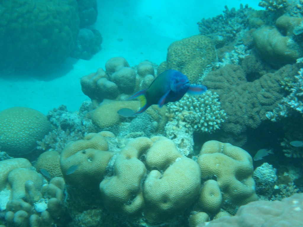 sm_P9013571.JPG