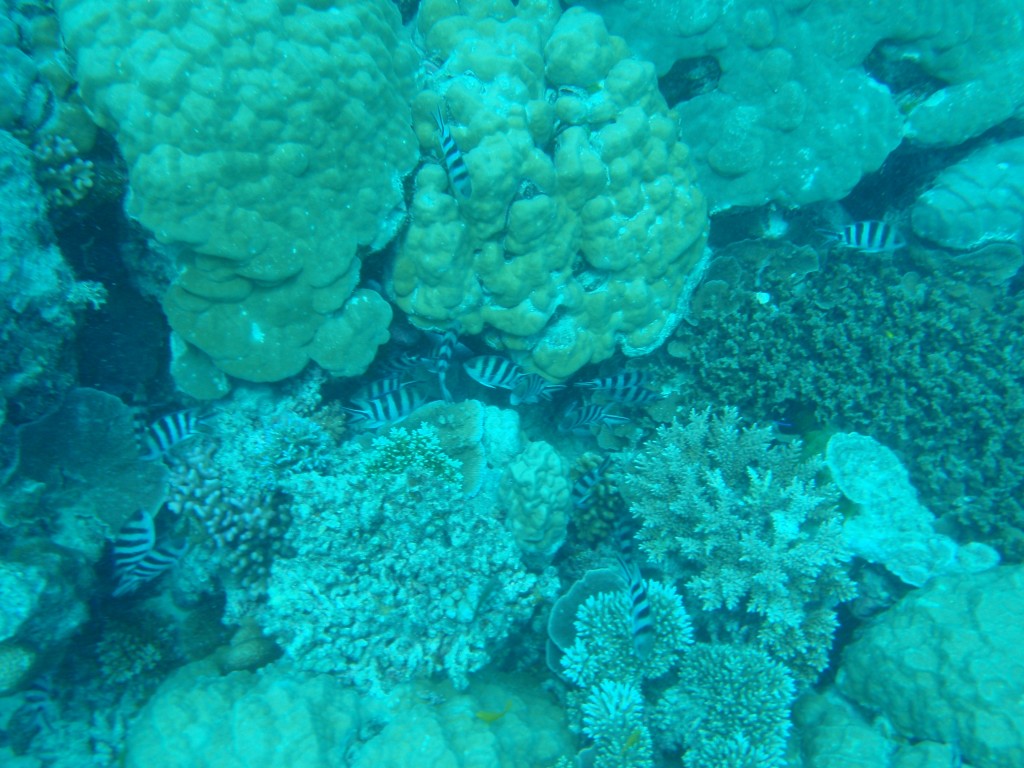 sm_P9013574.JPG