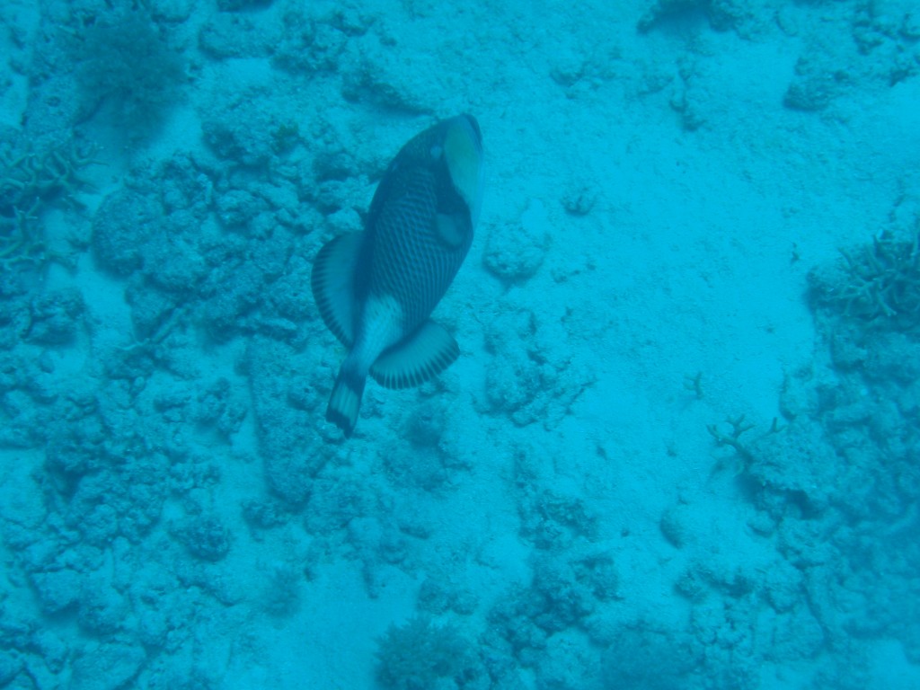 sm_P9013593.JPG