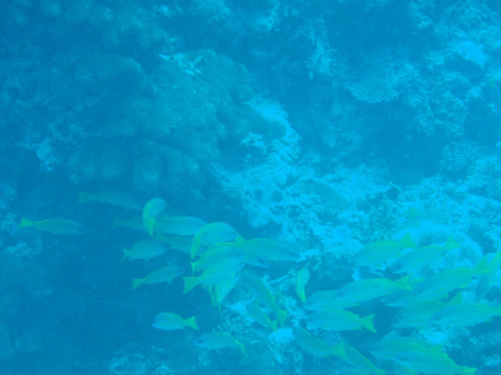 sm_P9013596.JPG