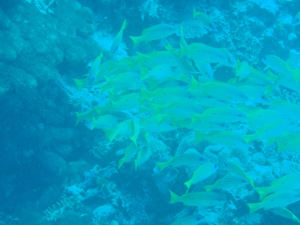 sm_P9013598.JPG