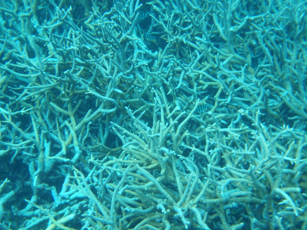 sm_P9013675.JPG
