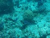 sm_P9013557.JPG