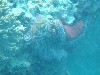 sm_P9013561.JPG