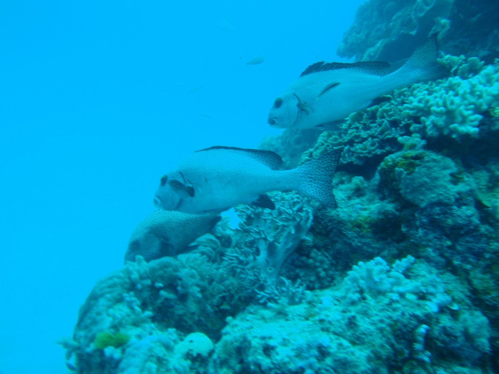 sm_AR-P9023835.JPG