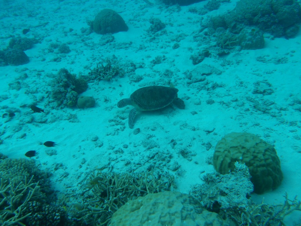 sm_AR-P9023867.JPG