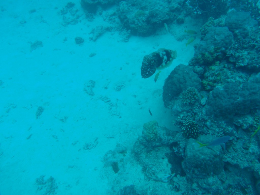 sm_AR-P9023894.JPG