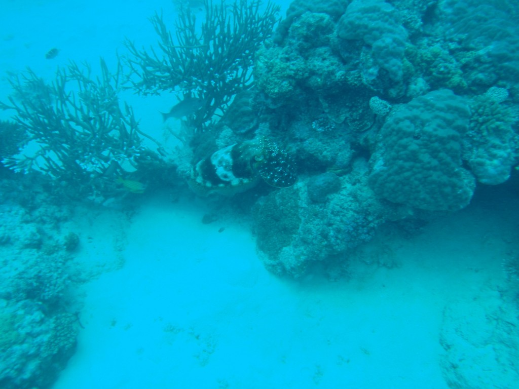 sm_AR-P9023896.JPG
