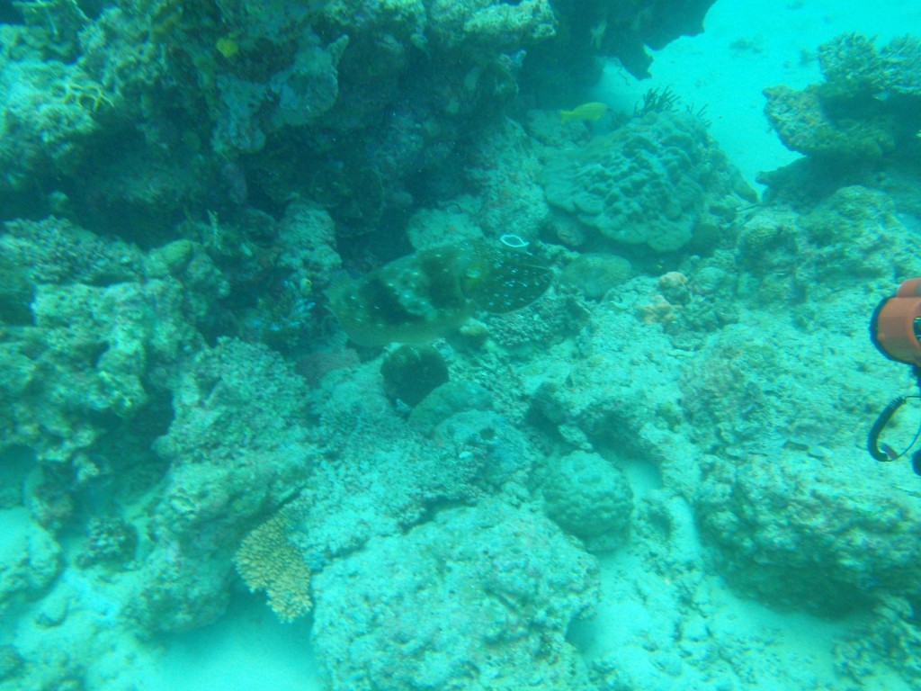 sm_P9023780.JPG