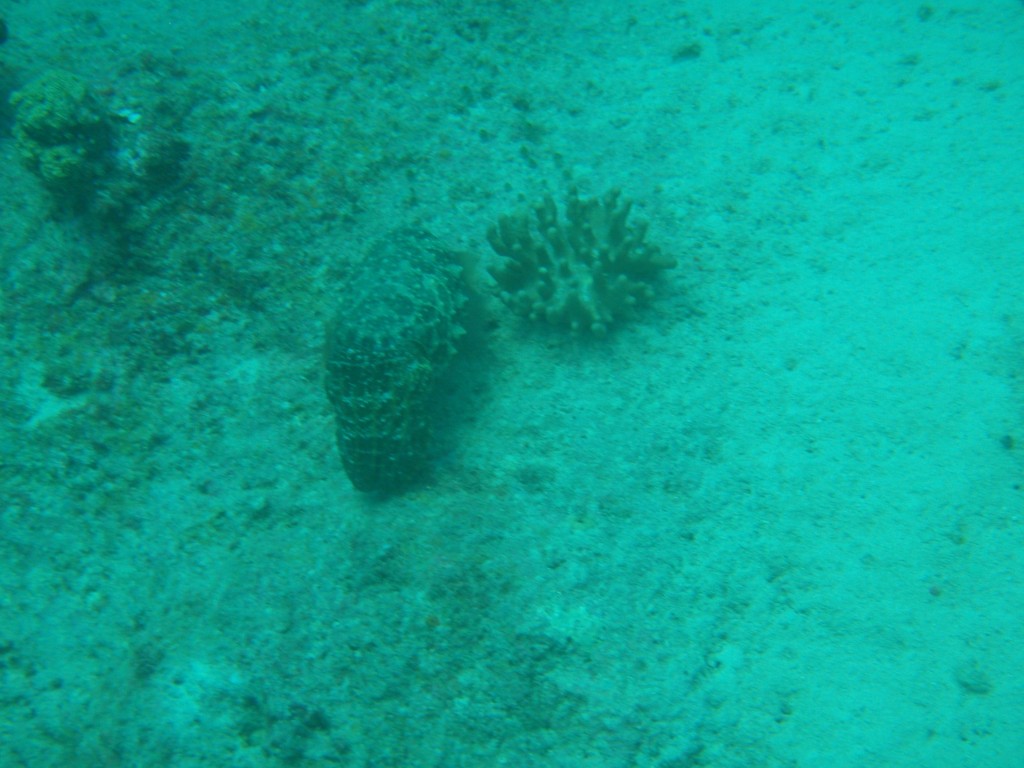 sm_P9023787.JPG