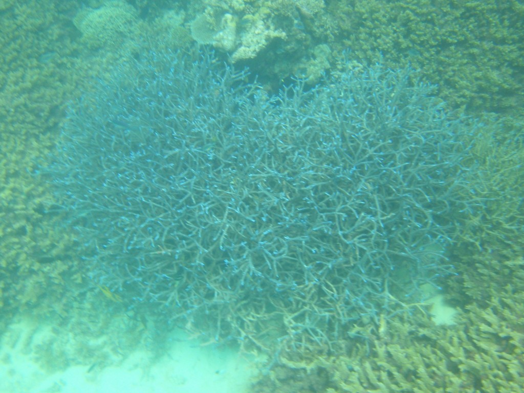 sm_P9023834.JPG