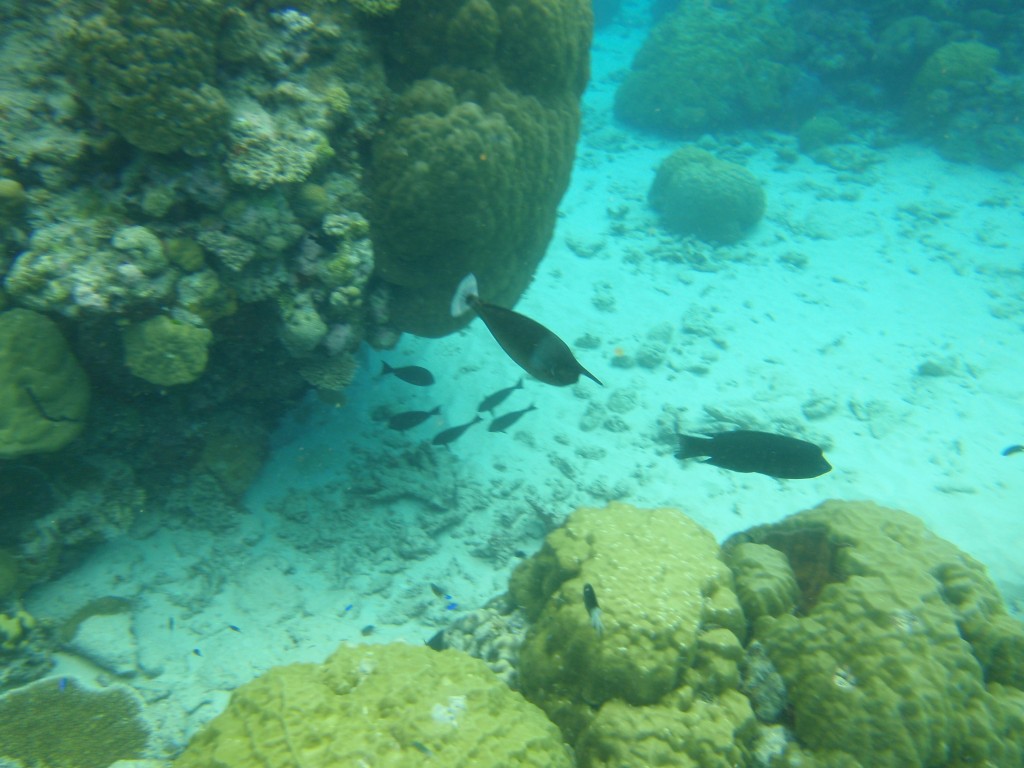 sm_P9023927.JPG