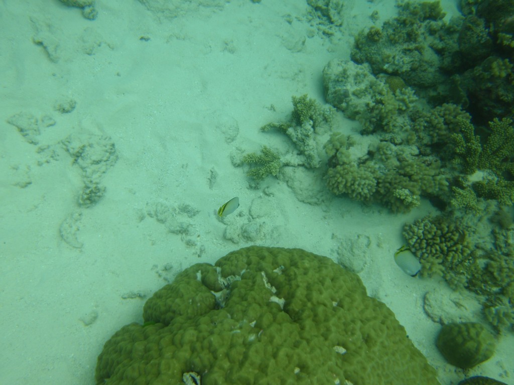 sm_P9023935.JPG