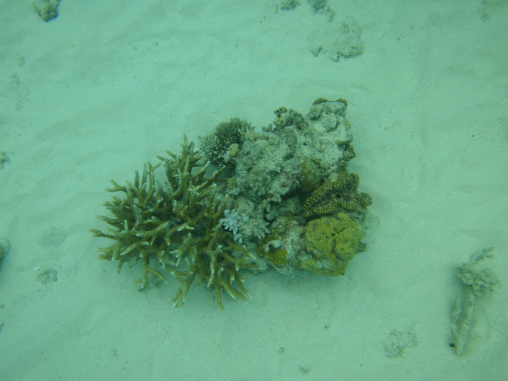 sm_P9023938.JPG