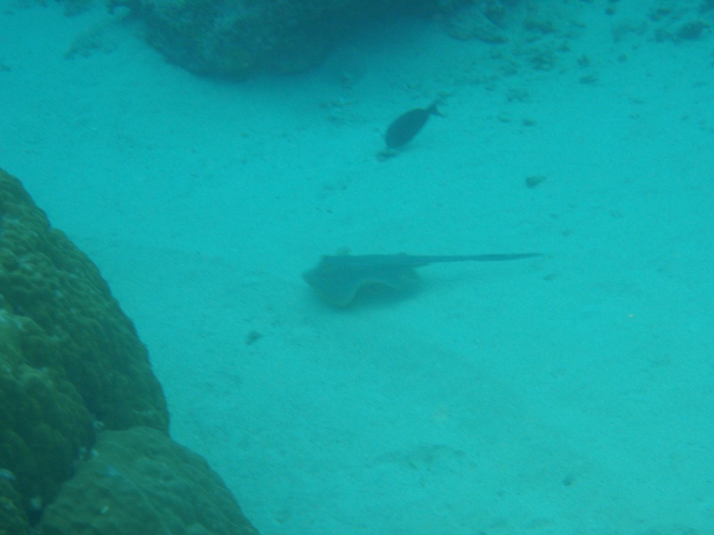 sm_P9023966.JPG