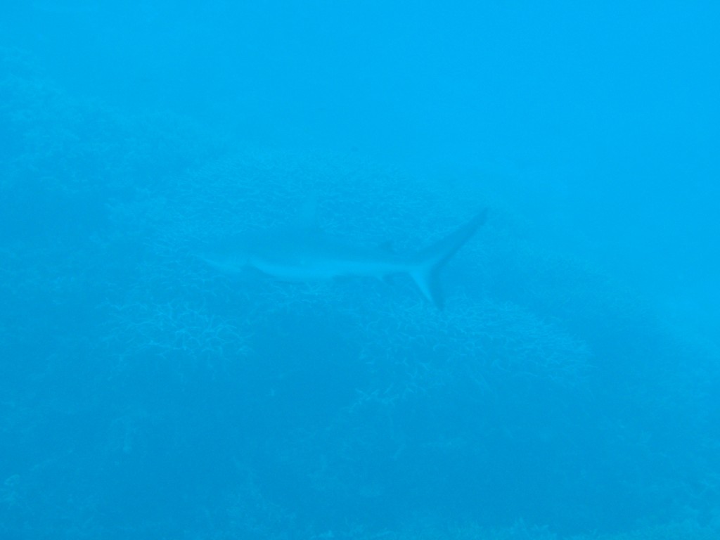 sm_AR-P9034019.JPG