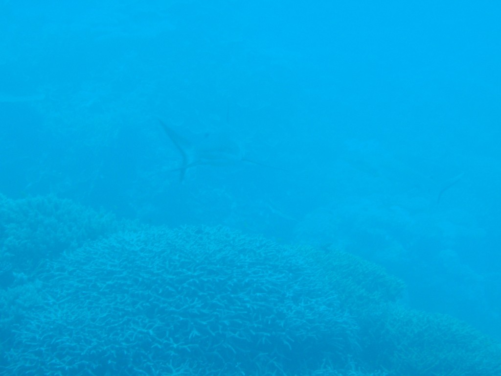 sm_AR-P9034023.JPG