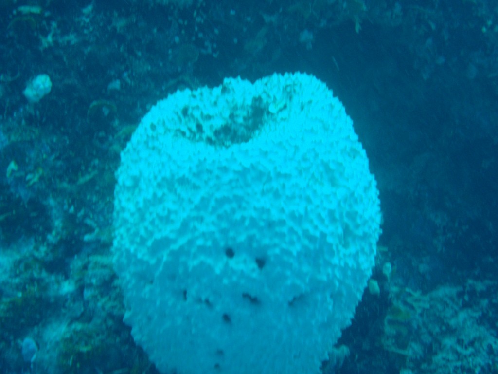 sm_AR-P9034080.JPG