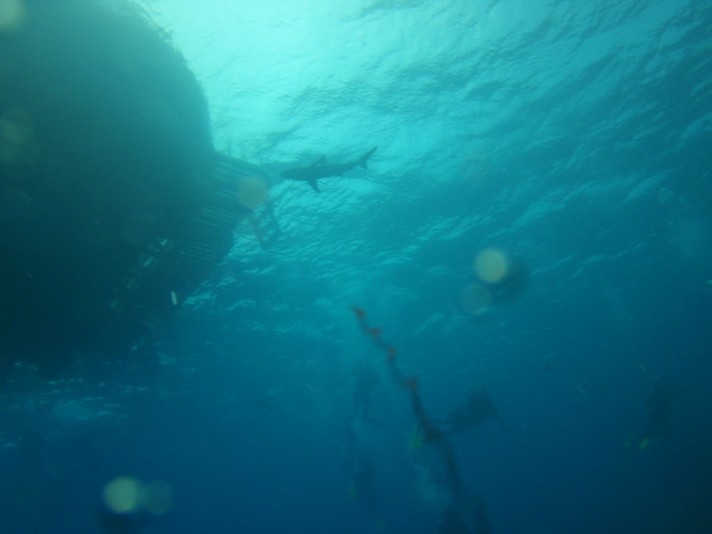 sm_P9033973.JPG
