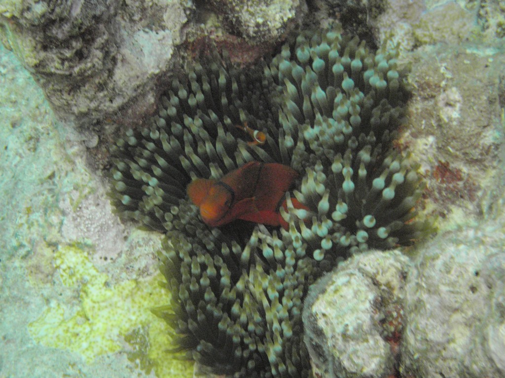 sm_P9034034.JPG