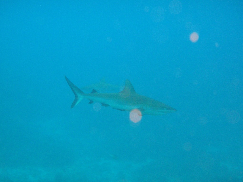 sm_P9034068.JPG