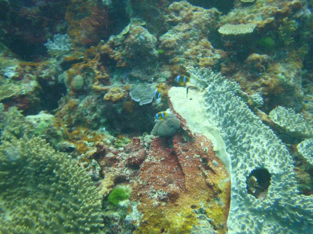 sm_P9034146.JPG