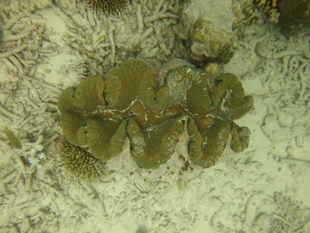 sm_P9034188.JPG
