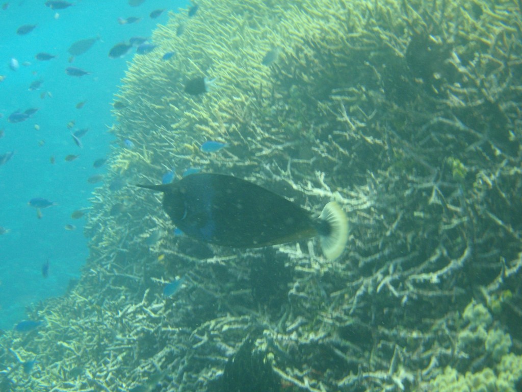 sm_P9034249.JPG