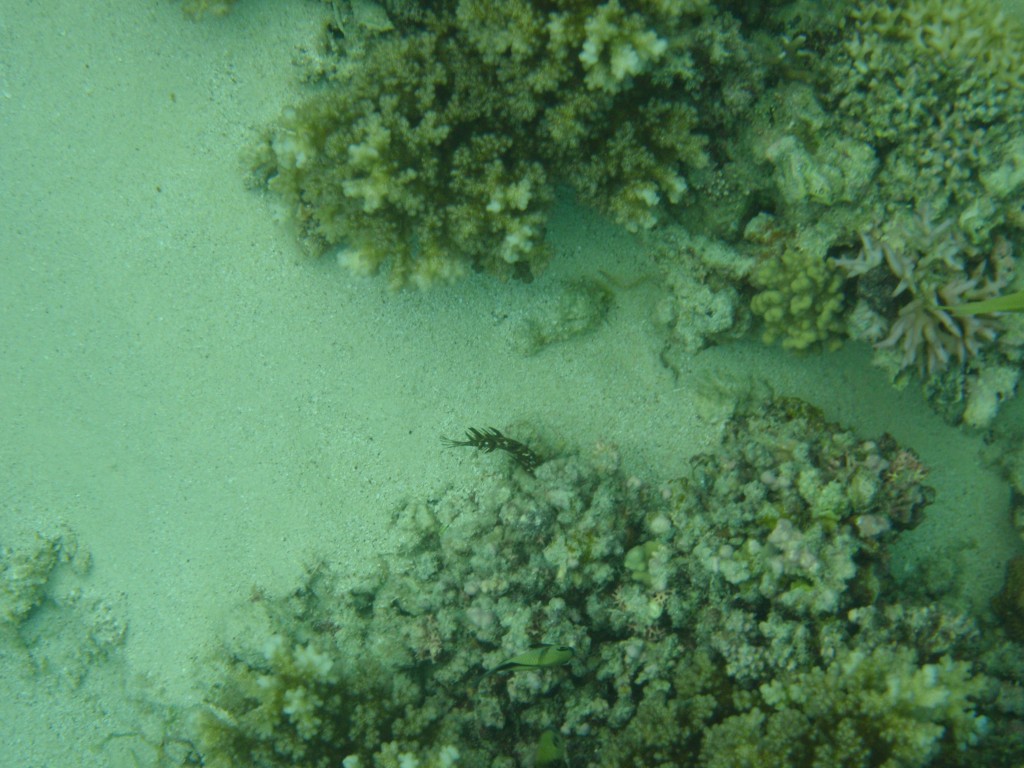 sm_P9034304.JPG