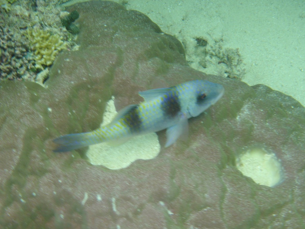 sm_P9034318.JPG