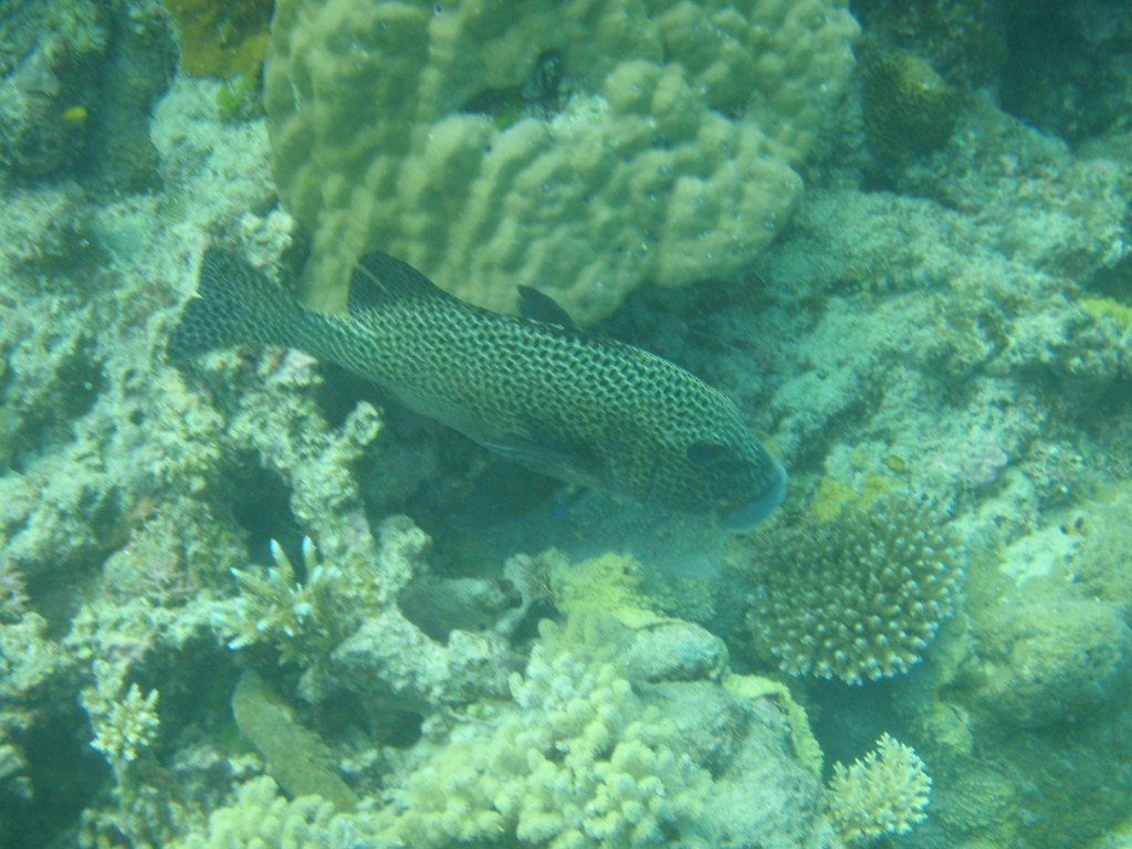 sm_P9034319.JPG
