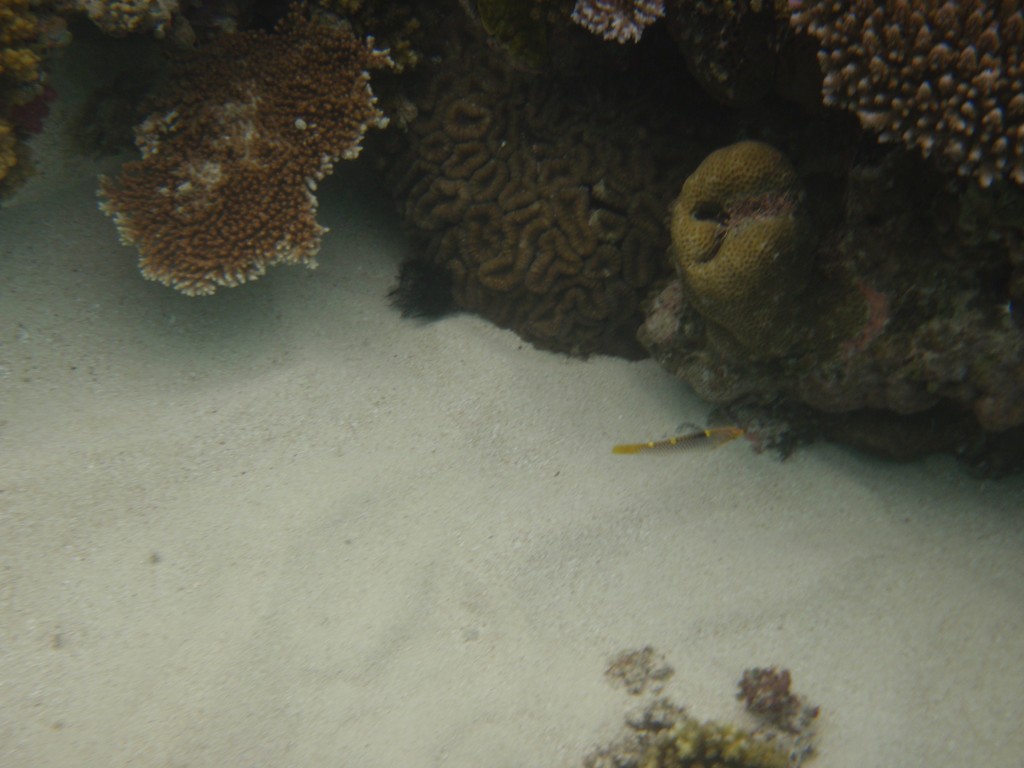 sm_P9034328.JPG
