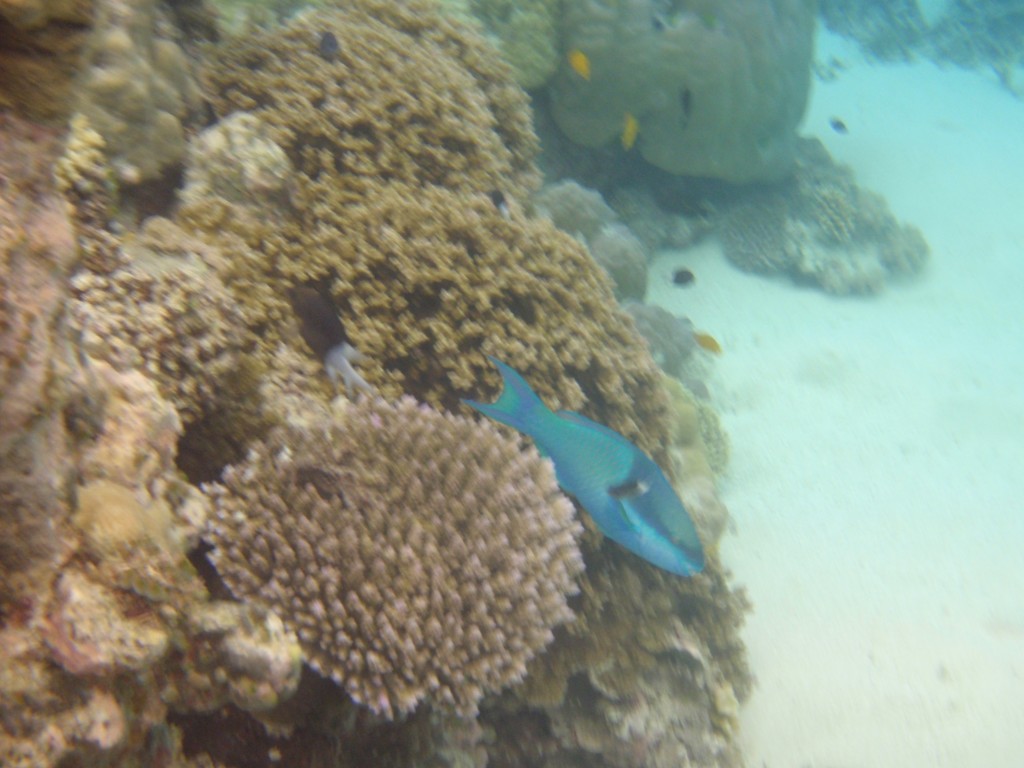 sm_P9034329.JPG