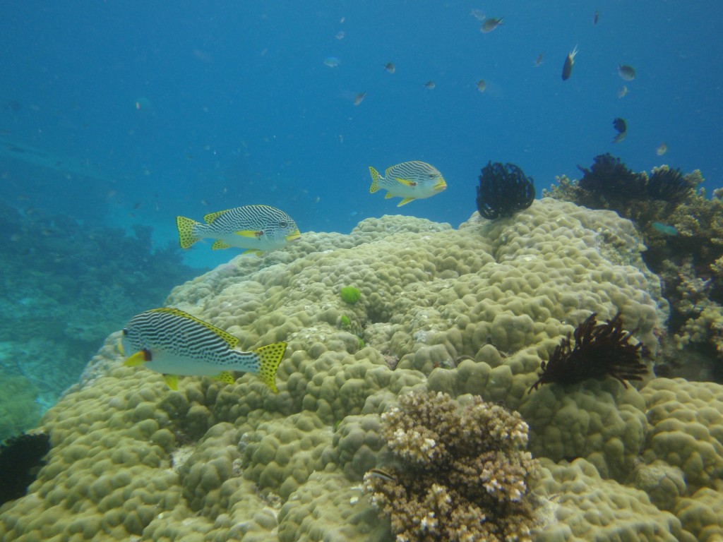 sm_P9034351.JPG