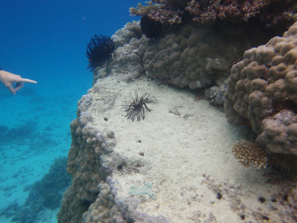 sm_P9034354.JPG