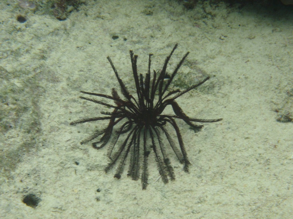 sm_P9034355.JPG