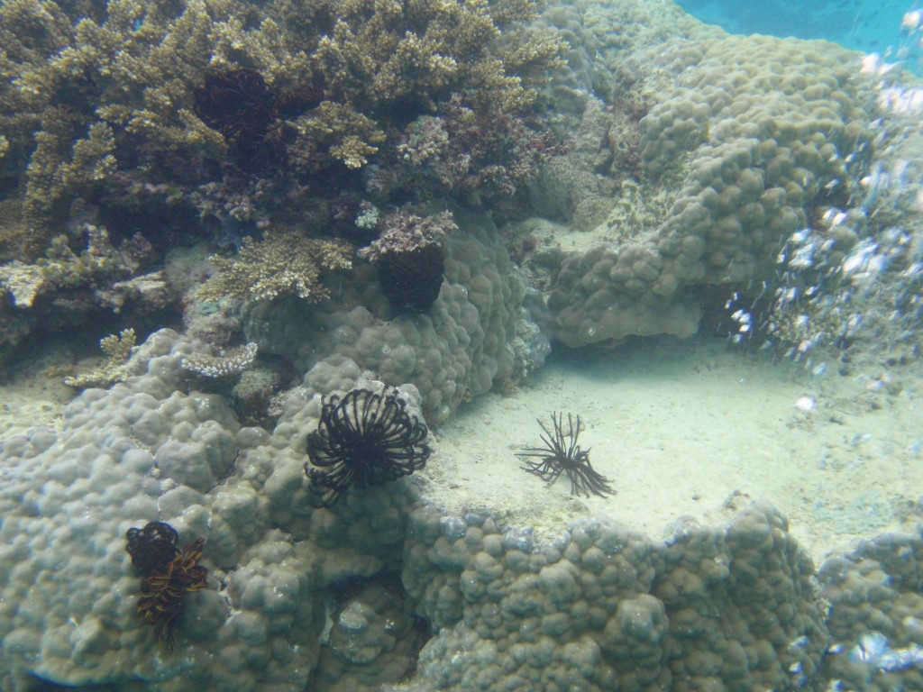 sm_P9034357.JPG